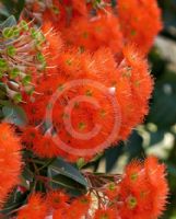 Corymbia ficifolia