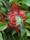 Corymbia ficifolia