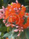 Corymbia ficifolia