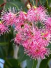 Corymbia ficifolia