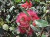 Corymbia ficifolia