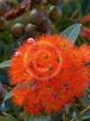 Corymbia ficifolia