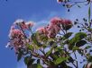 Corymbia ficifolia