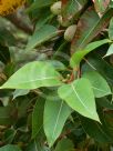 Corymbia ficifolia