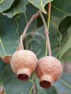 Corymbia ficifolia