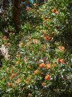 Corymbia ficifolia