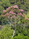 Corymbia ficifolia