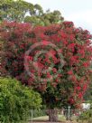 Corymbia ficifolia