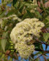 Corymbia gummifera