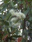 Corymbia gummifera