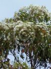 Corymbia gummifera