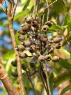 Corymbia gummifera