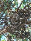 Corymbia gummifera