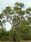 Corymbia gummifera