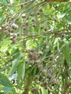 Corymbia intermedia