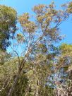 Corymbia intermedia