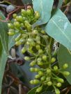 Corymbia maculata