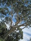 Corymbia maculata