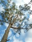 Corymbia tessellaris