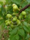 Corymbia torelliana