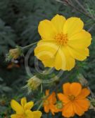 Cosmos sulphureus