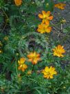 Cosmos sulphureus