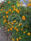 Cosmos sulphureus