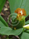 Costus malortieanus