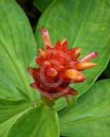 Costus productus