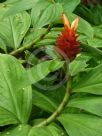 Costus productus