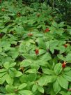 Costus productus