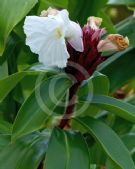 Cheilocostus speciosus