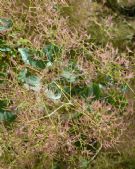 Cotinus coggygria