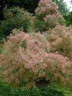 Cotinus coggygria