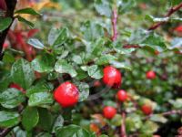 Cotoneaster adpressus