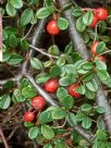 Cotoneaster dammeri