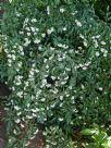 Cotoneaster salicifolius