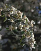 Cotoneaster franchetii