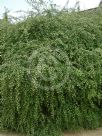 Cotoneaster serotinus