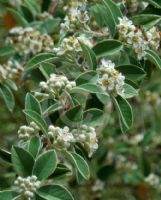 Cotoneaster pannosus