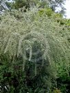 Cotoneaster pannosus