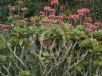 Cotyledon orbiculata orbiculata