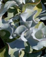 Cotyledon orbiculata Silver Waves