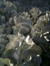 Cotyledon orbiculata Silver Waves