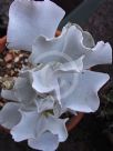 Cotyledon orbiculata Silver Waves