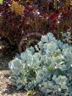 Cotyledon orbiculata Silver Waves