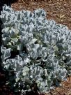 Cotyledon orbiculata Silver Waves