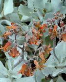 Cotyledon orbiculata spuria