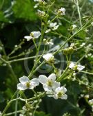 Crambe cordifolia