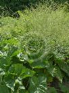 Crambe cordifolia